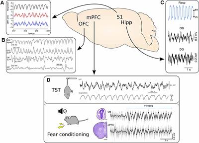 Respiration-Driven Brain Oscillations in Emotional Cognition